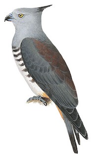 Aviceda subcristata gurneyi