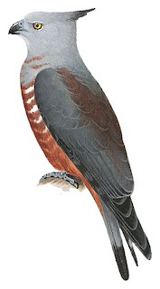 Aviceda subcristata rufa