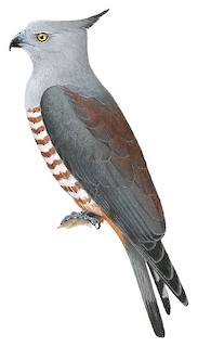 Aviceda subcristata subcristata