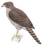 Madagascar Serpent Eagle Illustration