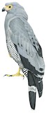 African Harrier-Hawk Illustration