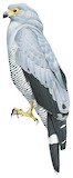 Madagascar Harrier-Hawk Illustration