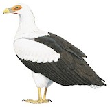 Palm-nut Vulture Illustration