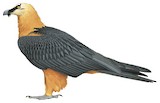 Bearded Vulture Illustration