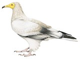 Egyptian Vulture Illustration