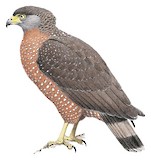 Philippine Serpent Eagle Illustration