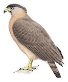 Great Nicobar Serpent Eagle Illustration