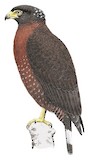 Mountain Serpent Eagle Illustration