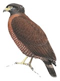 Sulawesi Serpent Eagle Illustration