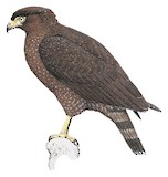 Andaman Serpent Eagle Illustration