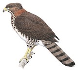 Congo Serpent Eagle Illustration