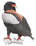 Bateleur Illustration