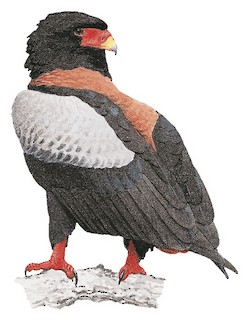 Bateleur