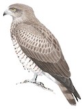 Short-toed Snake Eagle Illustration