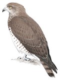 Beaudouin's Snake Eagle Illustration