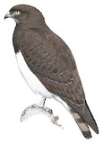 Black-chested Snake Eagle Illustration