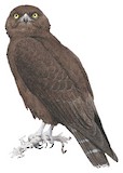 Brown Snake Eagle Illustration