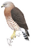 Southern Banded Snake Eagle Illustration