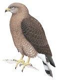 Western Banded Snake Eagle Illustration