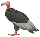 Red-headed Vulture Illustration