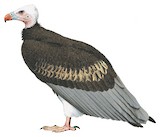 White-headed Vulture Illustration