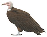 Hooded Vulture Illustration