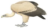 Himalayan Vulture Illustration