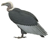 White-rumped Vulture Illustration