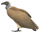 White-backed Vulture Illustration