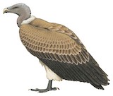 Indian Vulture Illustration