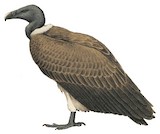 Slender-billed Vulture Illustration