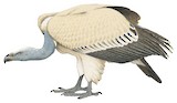 Cape Vulture Illustration