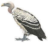 Rüppell's Vulture Illustration