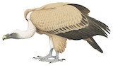 Griffon Vulture Illustration