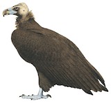 Cinereous Vulture Illustration