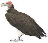 Lappet-faced Vulture Illustration