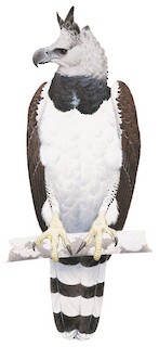 Harpy Eagle - eBird