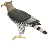 Crowned Eagle Illustration