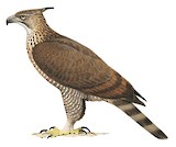 Legge's Hawk-Eagle Illustration