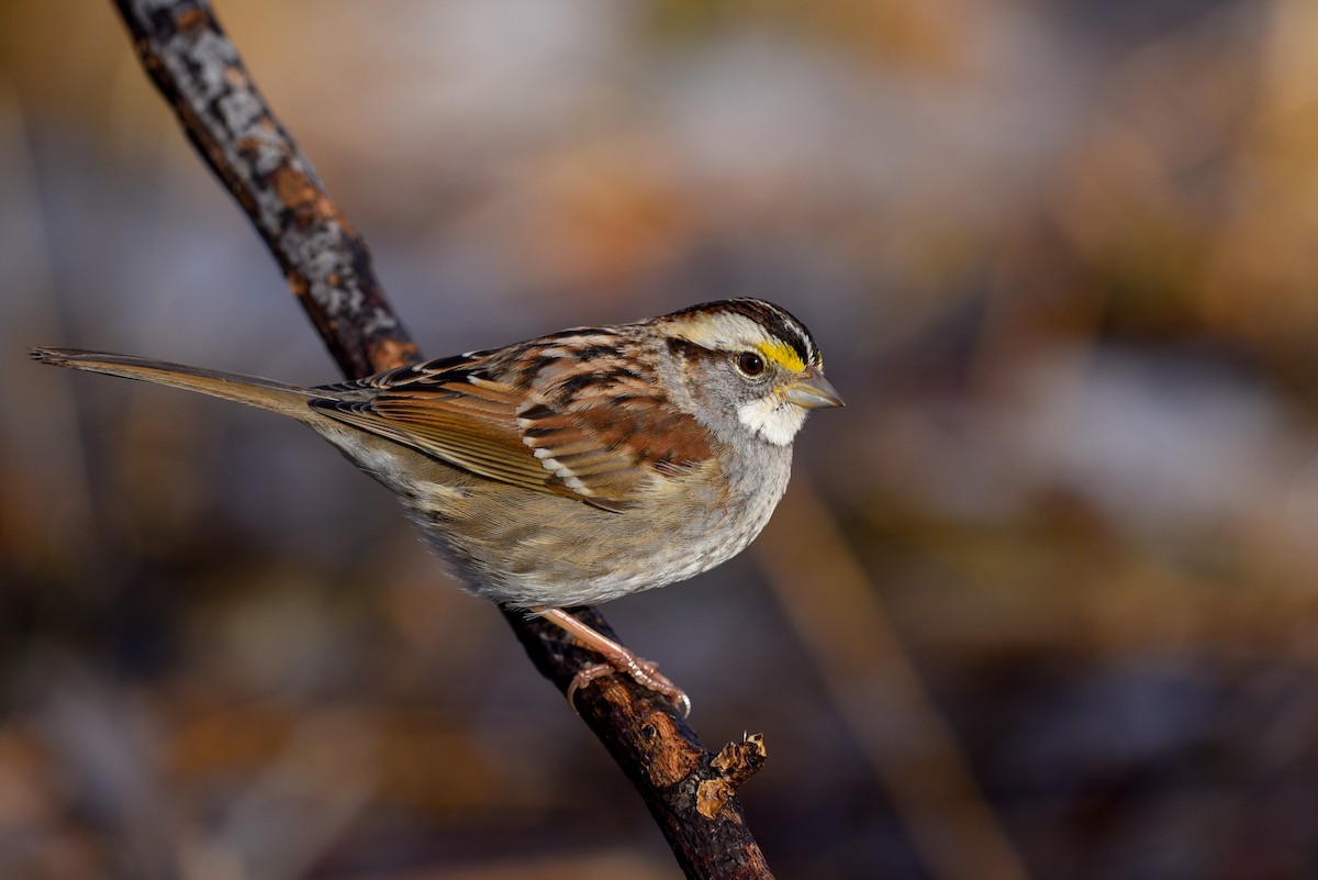 White-throated Sparrow - ML151482951
