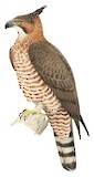 Javan Hawk-Eagle Illustration