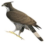 Blyth's Hawk-Eagle Illustration