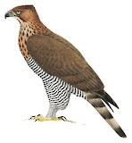 Sulawesi Hawk-Eagle Illustration