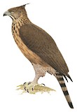 Philippine Hawk-Eagle Illustration