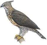 Pinsker's Hawk-Eagle Illustration