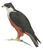 Rufous-bellied Eagle Illustration