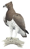 Martial Eagle Illustration