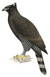 Black Hawk-Eagle Illustration