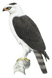 Black-and-white Hawk-Eagle Illustration