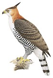 Ornate Hawk-Eagle Illustration